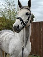 Cornado II merrie 2016, Animaux & Accessoires, Chevaux, Z, 165 à 170 cm, Vermifugé, Cheval de saut