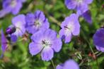 Tuingeranium ' Rozanne', Tuin en Terras, Planten | Tuinplanten, Ophalen, Vaste plant, Bodembedekkers