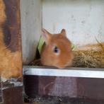 Kleurdwerg oranje voedster, Dieren en Toebehoren, Januari