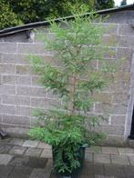 Sequoia boom hoogste boom ter wereld prachtige rode stam!, Bloeit niet, Halfschaduw, Overige soorten, 100 tot 250 cm