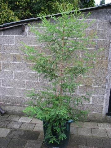 Sequoia boom hoogste boom ter wereld prachtige rode stam! beschikbaar voor biedingen