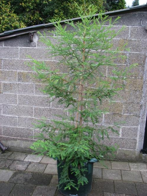 Sequoia boom hoogste boom ter wereld prachtige rode stam!, Tuin en Terras, Planten | Bomen, Overige soorten, 100 tot 250 cm, Halfschaduw