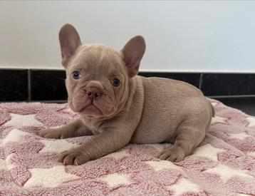 Isabella Franse Bulldog pups ouders aanwezig  disponible aux enchères