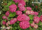Hydrangea, Tuin en Terras, Ophalen of Verzenden, Struik