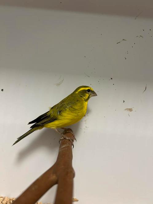 1-1 geelbuik cini ( in nl ), Dieren en Toebehoren, Vogels | Overige Vogels, Tropenvogel, Meerdere dieren