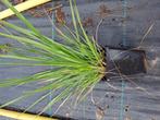 Sesleria autumnalis, Tuin en Terras, Planten | Tuinplanten, Ophalen