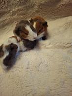 CH teddy cavia, Dieren en Toebehoren, Knaagdieren, Cavia, Augustus, Meerdere dieren, Tam
