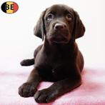 Labrador (Blond, Chocolat & Zwart) pups te koop, België, Handelaar, CDV (hondenziekte), 8 tot 15 weken