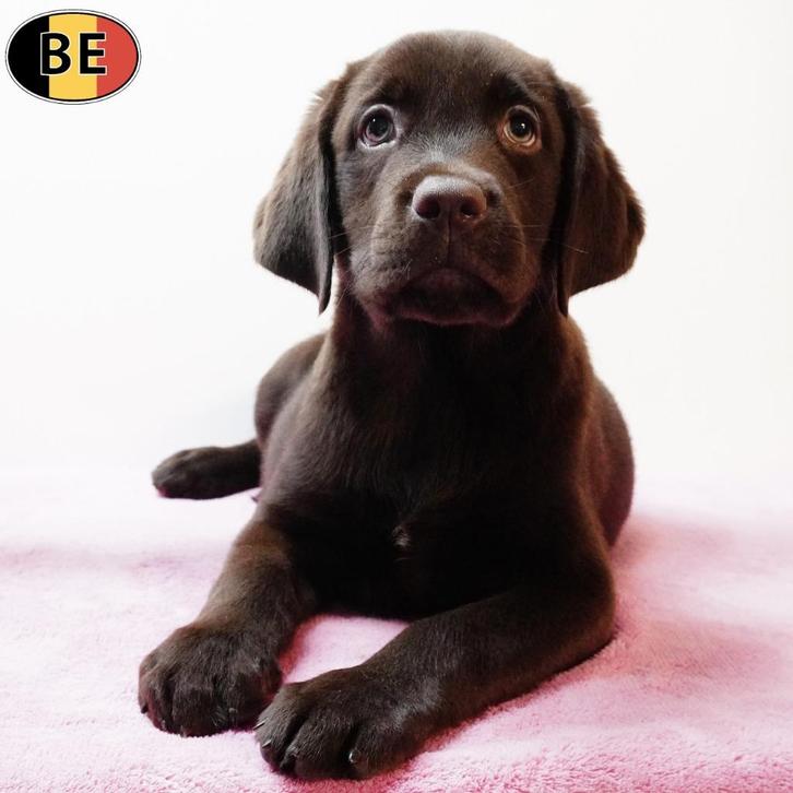 Labrador (Blond, Chocolat & Zwart) pups te koop, Dieren en Toebehoren, Honden | Retrievers, Spaniëls en Waterhonden, Meerdere dieren