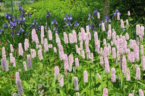 Persicaria bistorta, Tuin en Terras, Planten | Tuinplanten, Vaste plant, Bodembedekkers, Halfschaduw, Zomer, Ophalen of Verzenden