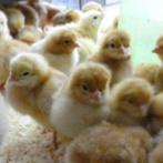 Il reste 53 poussins à 1 jour avant le 14 mai, races différe, Poule ou poulet, Femelle