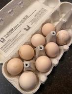 Shamo broedeieren, Dieren en Toebehoren, Pluimvee | Toebehoren, Ophalen, Zo goed als nieuw