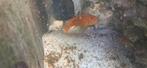Malawi chicliden saulosi, Dieren en Toebehoren, Vissen | Aquariumvissen