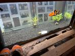 Nieuwe aquarium Jewel 240 liter. Beige, Dieren en Toebehoren, Ophalen, Nieuw, Verlichting of Verwarming