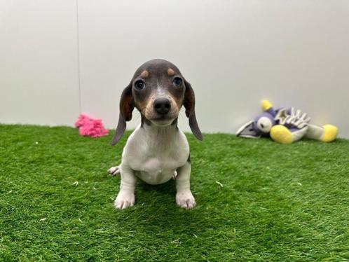 Kaninchen Teckel pup, Dieren en Toebehoren, Honden | Teckels en Dashonden, Teef, Korthaar, Kaninchen, Fokker | Professioneel, Eén hond