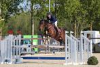 Springpaard ter halve stal aangeboden, Dieren en Toebehoren, Paarden, Springpaard, Gechipt, Ruin, Niet van toepassing