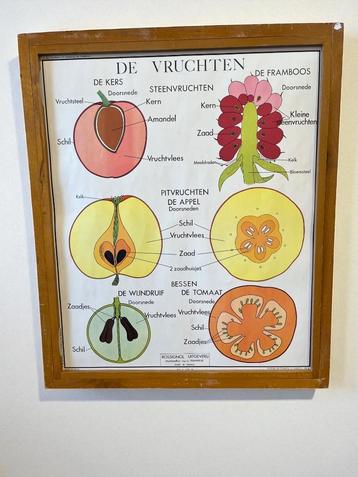vintage posters biologie beschikbaar voor biedingen