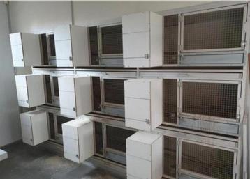 1 WAND VAN 12 KWEEKKOOIEN . beschikbaar voor biedingen