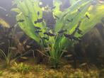 Jonge black molly's van eigen kweek, Dieren en Toebehoren, Vissen | Aquariumvissen, Zoetwatervis, Vis