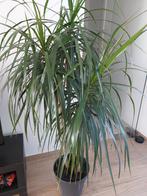 Drakenbloedboom, Ophalen