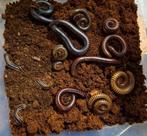 Miljoenpoten verschillende soorten, Animaux & Accessoires, Insectes & Araignées