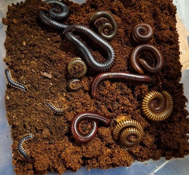 Miljoenpoten verschillende soorten, Dieren en Toebehoren, Insecten en Spinnen