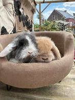 Hangoor voedster (wit grijs), Vrouwelijk, Middelgroot, Hangoor, 0 tot 2 jaar