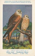 ROODBRUINE  WOUW, Verzamelen, Postkaarten | Dieren, Verzenden, Ongelopen, Vogel