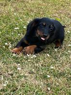 Langharige dwerg teckel pups, België, CDV (hondenziekte), 8 tot 15 weken, Dwerg