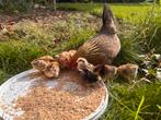 Kuikentjes (nog 6 beschikbaar), Dieren en Toebehoren, Pluimvee, Meerdere dieren, Kip