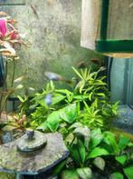 Guppies, Dieren en Toebehoren