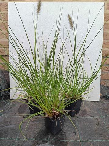 Pennisetum alop. 'Hameln'