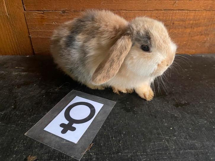 Nederlandse hangoordwerg Nnd, Animaux & Accessoires, Lapins, Nain, Plusieurs animaux, 0 à 2 ans, Oreilles tombantes