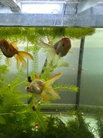 5 mooie goudvissen, Dieren en Toebehoren, Vissen | Aquariumvissen
