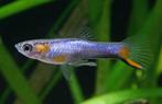 Endler guppy mannetjes, Dieren en Toebehoren, Vis, Zoetwatervis