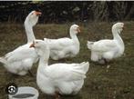 3-3 cholmogory gans, Dieren en Toebehoren, Pluimvee, Meerdere dieren, Gans of Zwaan