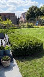 Lonicera struik, Ophalen, Struik