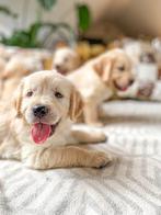 Zalige Golden Retriever pups bij ons thuis op de boerderij, Dieren en Toebehoren, Honden | Retrievers, Spaniëls en Waterhonden