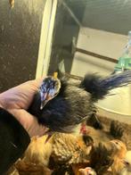 Serama koppel zijde en glad, Dieren en Toebehoren, Pluimvee