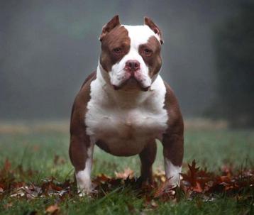 PRACHTIGE AMERICAN BULLY DEK REUEN (Niet te koop )  beschikbaar voor biedingen