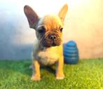 Prachtige Franse Bulldog Pup, Dieren en Toebehoren, België, Fokker | Hobbymatig, Reu, CDV (hondenziekte)