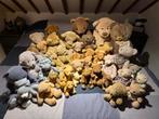 Collection d'ours 38 pièces (le plus vieil ours a 50 ans !), Collections, Enlèvement, Utilisé, Ours en tissus, Autres marques