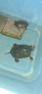 2 waterschildpadden, Ophalen