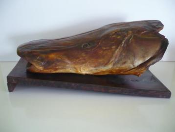 Taxidermie Grote kop Meerval / opgezette vis beschikbaar voor biedingen
