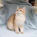 Britse Korthaar (Chinchilla Gold) kitten met stamboom, Dieren en Toebehoren, Kater, Gechipt, 0 tot 2 jaar