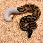 Python regius Piebald Blaze, Dieren en Toebehoren, Ophalen