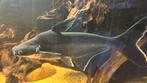 Pangasius 30 cm - requin d'eau douce, Animaux & Accessoires, Poissons | Poissons d'aquarium, Poisson, Poisson d'eau douce