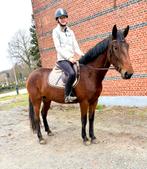 Jument cool, Jument, B, 3 à 6 ans