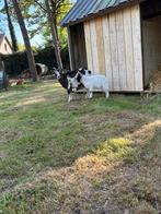 Dwerggeit mieke, Dieren en Toebehoren, Schapen, Geiten en Varkens, Vrouwelijk, Geit, 3 tot 5 jaar