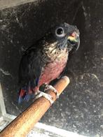 Kweekkoppel pionus Fuscus te koop, Meerdere dieren, Papegaai, Geringd